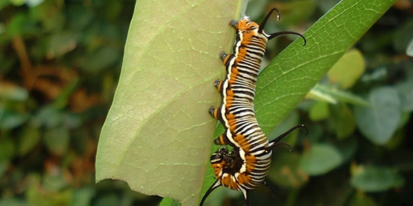 免费轰炸软件版