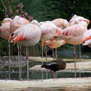 手机号轰炸免费软件